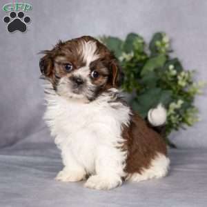 Cupcake (Tiny), Shih Tzu Puppy